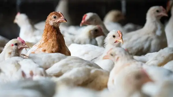 سعر الفراخ اليوم ينخفض 5 جنيهات في الأسواق المحلية الأربعاء 3 ديسمبر 2025