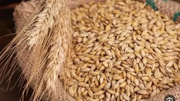 سعر طن الأرز الشعير يتراجع في الأسواق الأحد 14 ديسمبر 2025 ويؤثر على تكلفة الإنتاج الزراعي