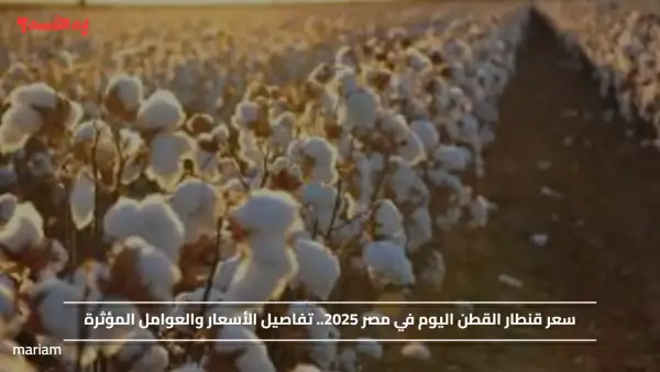 سعر قنطار القطن اليوم في مصر 2025.. تفاصيل الأسعار والعوامل المؤثرة