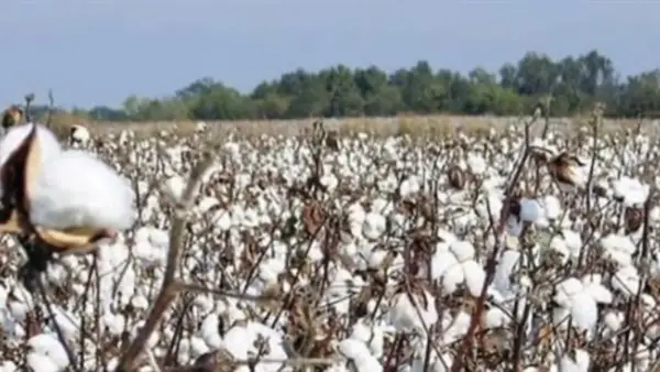 سعر قنطار القطن اليوم يشهد ارتفاعًا في المزادات الرسمية مع انطلاق موسم التداول الجديد