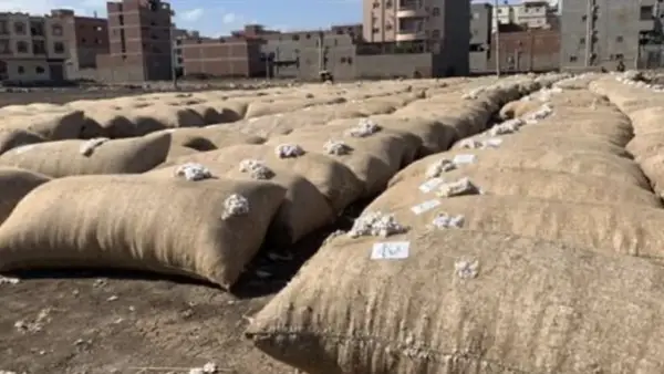 سعر قنطار القطن اليوم يشهد تغيرات تؤثر على مزارعي وصناعة الغزل والنسيج في مصر