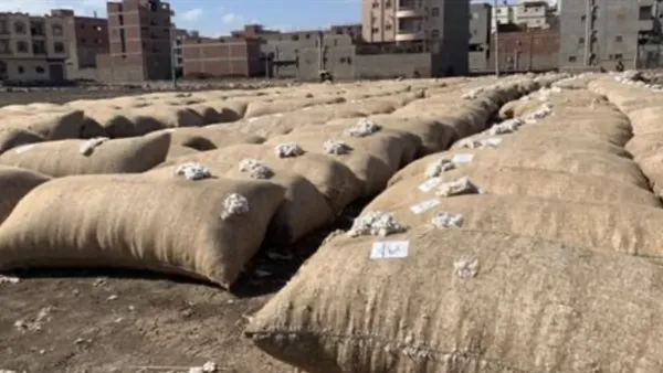 سعر قنطار القطن اليوم يشهد تغيرات تؤثر على مزارعي وصناعة الغزل والنسيج في مصر