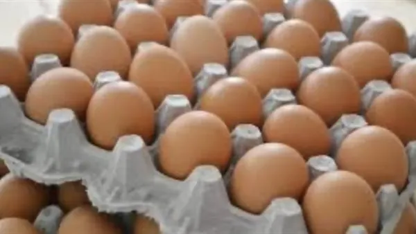 سعر كرتونة البيض اليوم في الأسواق المحلية يعكس استقرارًا بعد موجة انخفاض بورصة الدواجن