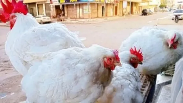 سعر كيلو الفراخ في القليوبية يرتفع إلى 63 جنيهاً الثلاثاء 9-12-2025