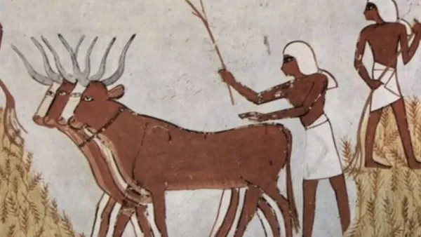 شهر كيهك والزراعة في مصر القديمة: كيف ضمنت وفرة المحاصيل وبركة الأرض