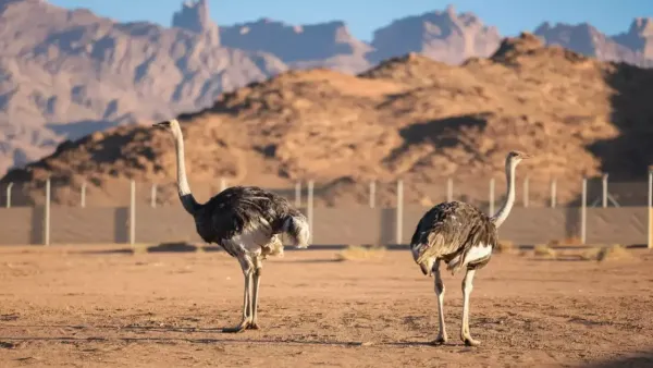 طائر الجمل يعود إلى الحياة في محمية سعودية بعد انقراض دام قرابة 100 عام