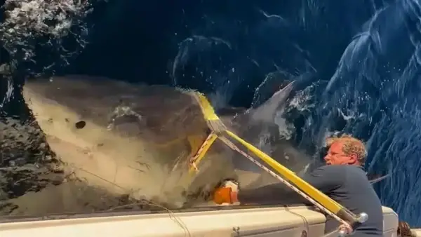 ظهور سمكة القرش «غودال» العملاقة يثير القلق على شواطئ نيويورك