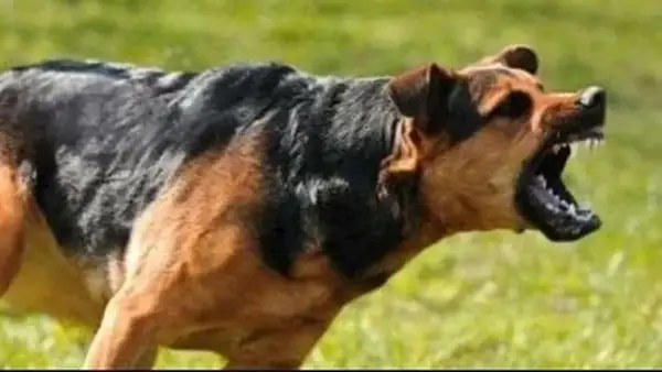 عقوبة السجن المؤبد لمُستخدم الكلاب في الاعتداءات تؤكد تشديد القانون على حماية المجتمع