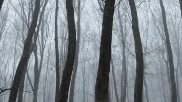 غابة هويا باكيو: لماذا تلتوي أشجارها ويختفي زوارها؟