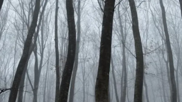 غابة هويا باكيو: لماذا تلتوي أشجارها ويختفي زوارها؟