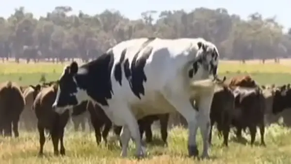 غازات الأبقار وتأثيرها البيئي يدفع دولًا عدة إلى فرض قيود جديدة على تربية الماشية