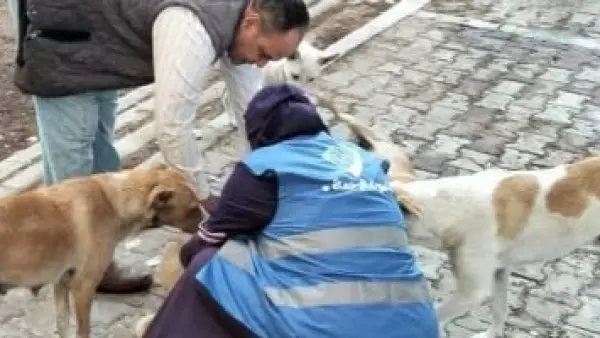 فاجعة في بورسعيد.. وفاة مسن بتوقف عضلة القلب بعد هجوم كلاب ضالة وسط الشارع