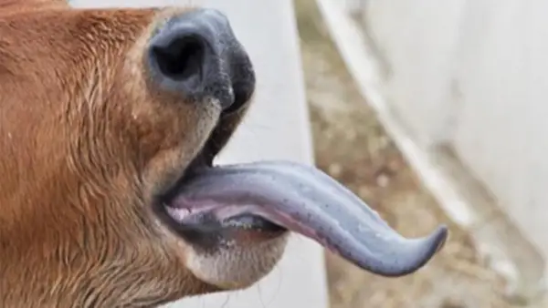 فيروس اللسان الأزرق يهدد الثروة الحيوانية بمخاطر قاتلة ومستوى المخاطر على الإنسان يبقى محدوداً