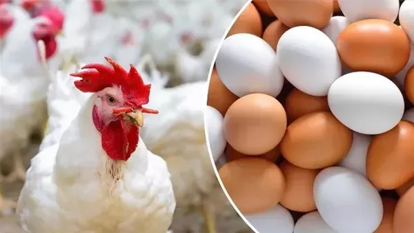 كرتونة البيض تفقد 50 جنيهًا.. تراجع جماعي يضرب أسعار الدواجن في الأسواق