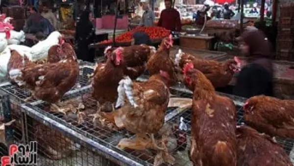 لمواجهة الغلاء.. طرح الفراخ البيضاء بسعر 75 جنيهًا للكيلو في منافذ تموين سوهاج.