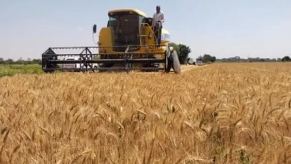 مركز المناخ يعلن 10 حلول لمعالجة تأخر زراعة القمح وتأثيرها على الإنتاج الزراعي