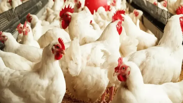 مواعيد الأيام البيض في رجب 2026 وأثرها في زيادة الأجر خلال الثلاثة أيام المحددة