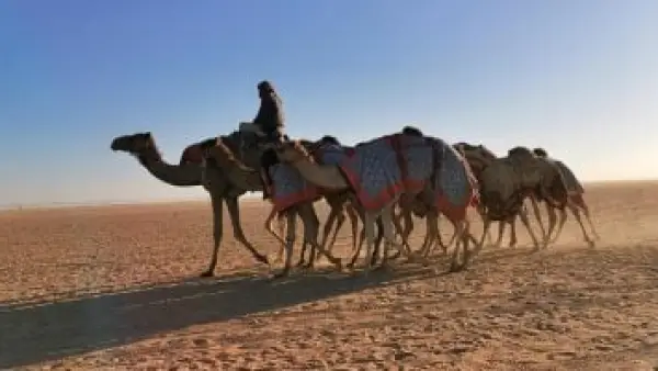 نتائج سباق سنّ الحقايق تبرز تفوق الهجن في ميدان نجران