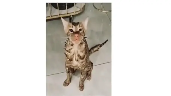 نجاة قطة من غسالة تسلط الضوء على أهمية الوعي في تربية الحيوانات الأليفة