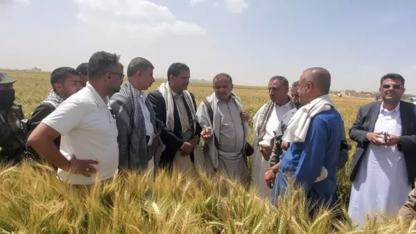 نجاح مذهل في ريمة.. تجربة زراعة الزيتون تحقق نتائج قياسية بموسمها الأول