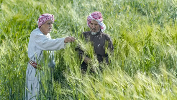 وزارة البيئة تعلن استقبال طلبات رخص زراعة القمح لموسم 1447–1448 بسعر شراء ثابت