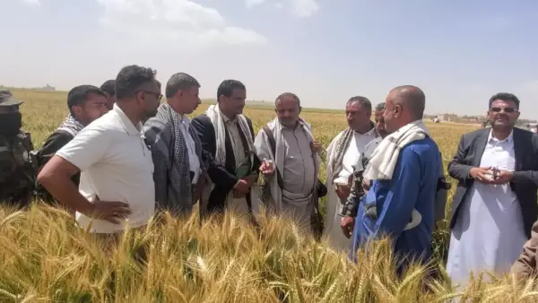 زيتون ريمة باليمن.. نجاح تاريخي لأول موسم زراعي ينهي عقود الاستيراد التقليدية