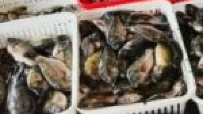 البلطي بـ 65 جنيهًا.. قائمة أسعار الأسماك في كفر الشيخ اليوم الأحد 2025