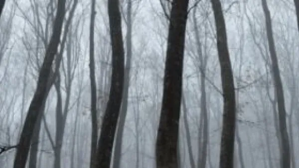 غابة هويا باكيو: لماذا تلتوي أشجارها ويختفي زوارها؟