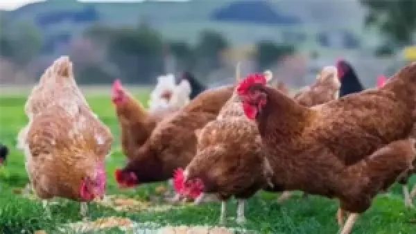 انخفاض سعر الفراخ اليوم الأربعاء 10 ديسمبر 2025 وتأثيره على ميزانية الأسر