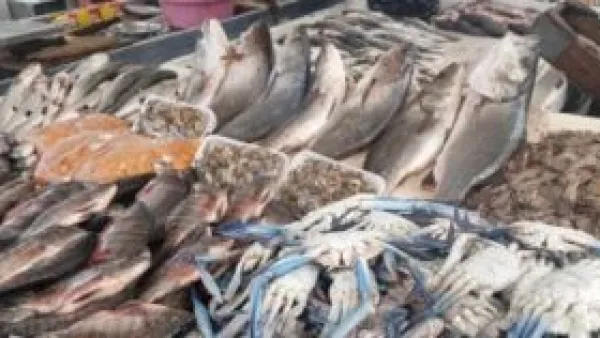 بورصة أسماك كفر الشيخ.. استقرار سعر البلطي وتراجع طفيف في البوري اليوم