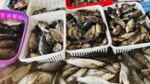 أسعار الأسماك في دمياط الأحد: البوري بـ100 جنيه والبلطي بـ60 جنيهًا