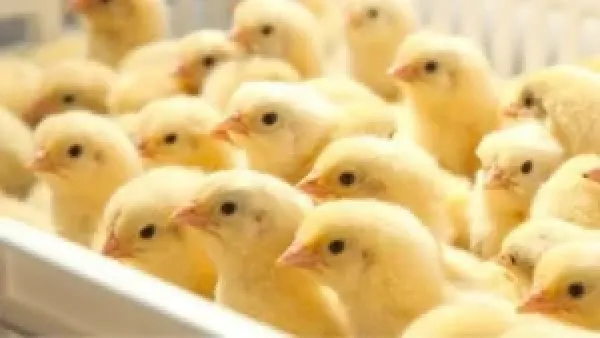 أسعار الكتاكيت البيضاء في بورصة الدواجن تتراجع اليوم الثلاثاء 2 ديسمبر 2025