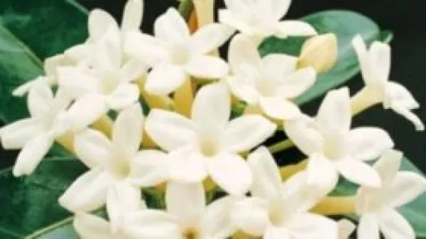 أسعار أشجار الياسمين البلدي في بورسعيد تبدأ من 30 جنيهاً