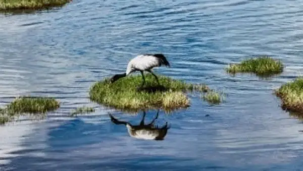 15 إنجازًا بمجال البيئة.. حصاد مصر الخضراء يبرز طفرة المشروعات القومية الجديدة