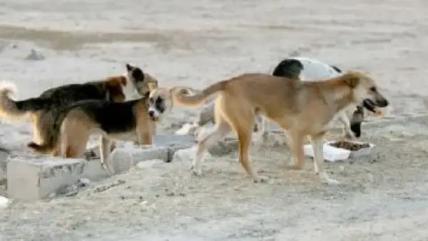 فتوى رسمية.. حكم قتل القطط والكلاب الضالة والمؤذية يثير تساؤلات المواطنين