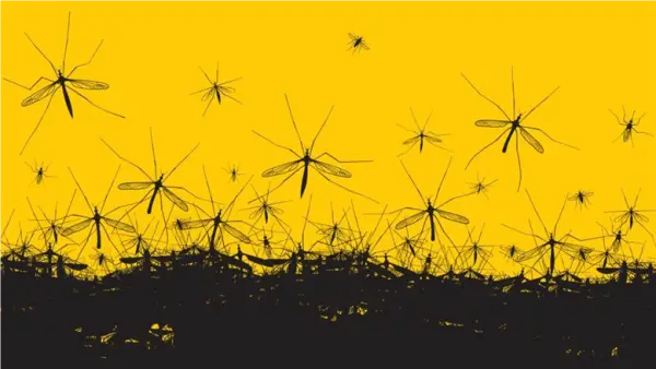 ملايين الحشرات في الجو.. لماذا تطلق الدول مزارع الناموس لمكافحة البكتيريا؟