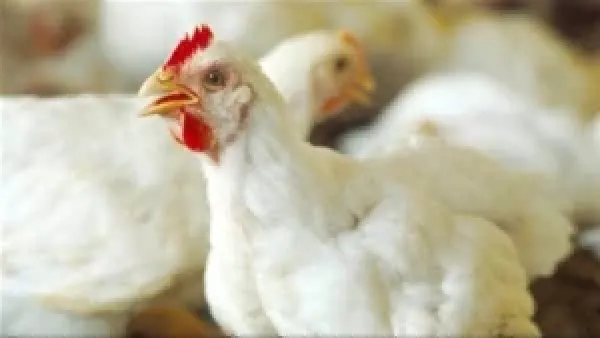 سعر الفراخ اليوم: ارتفاع سعر الأبيض وهبوط البلدي يحدد توجهات السوق الجمعة 5 ديسمبر 2025