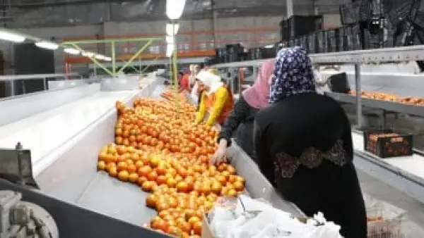 فتح 167 سوقًا دوليًا.. وزير الزراعة يكشف طفرة تصدير 405 سلع مصرية جديدة