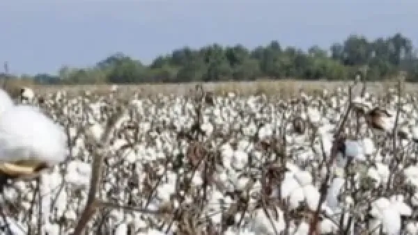 سعر قنطار القطن اليوم في مصر يتحدد بين مؤشرات المزادات وحركة التداول بالمحافظات