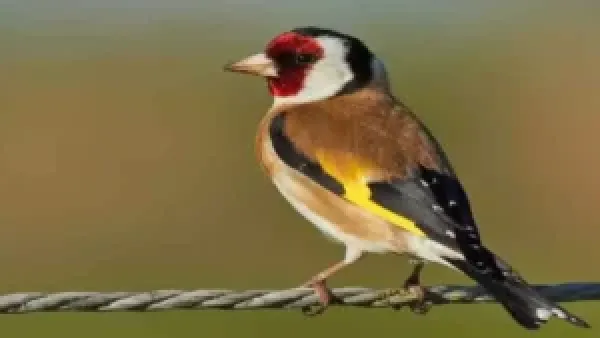 ظهور طائر ذهبي نادر في السعودية بعد عقود يثير اهتمام خبراء البيئة