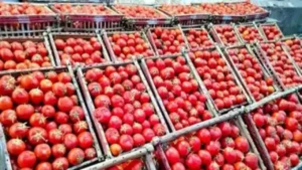 أسعار الطماطم والخضروات والفاكهة بأسوان تتصدر 10 جنيهات اليوم الثلاثاء