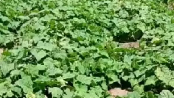 25 سوقاً جديدة.. خطة وزارة الزراعة لزيادة الصادرات في عام 2025