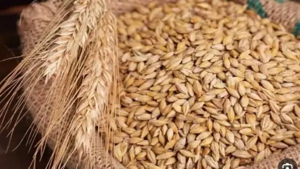 تحديثات الأسعار.. تباين جديد في طن الأرز الشعير بمختلف الأسواق المحلية اليوم السبت