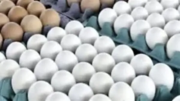 أسعار كرتونة البيض اليوم تعكس تحركات سوق الدواجن وتأثيرها على المستهلكين