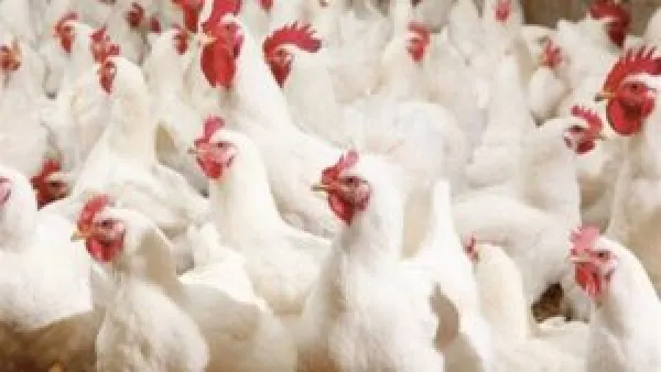 تحديث 21-11-2025: أسعار الفراخ البيضاء في المزارع اليوم الجمعة
