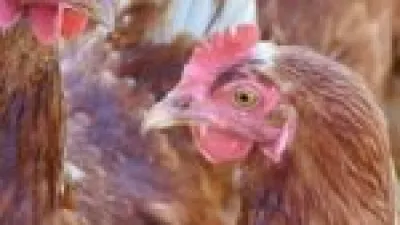 أسعار الدواجن والبيض تتراجع اليوم الأحد 21 ديسمبر وتأثيرها على الأسواق المحلية