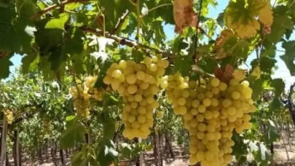 3 مليارات دولار.. صادرات العنب تقود قفزة تاريخية للمنتجات الزراعية المصرية خلال 9 أشهر