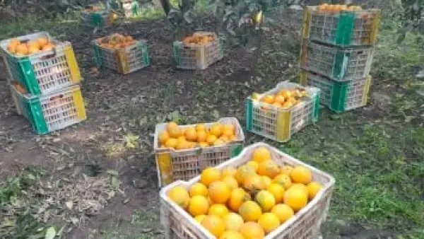 30 ألف فدان.. انطلاق حصاد البرتقال بمزارع القليوبية وسط انتعاشة بأسعار الموسم الجديد