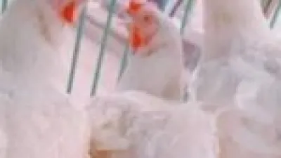 تراجع مفاجئ.. أسعار الدواجن في كفر الشيخ تسجل 60 جنيها خلال تعاملات ديسمبر 2025