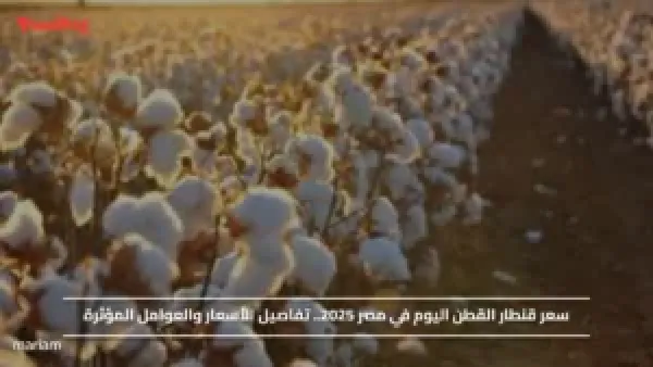 سعر قنطار القطن اليوم في مصر 2025.. تفاصيل الأسعار والعوامل المؤثرة